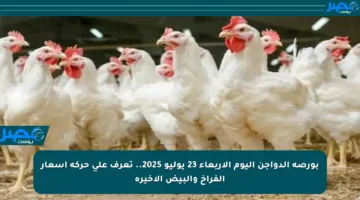 بورصة الدواجن اليوم الأربعاء 23 يوليو 2025.. تعرف على حركة أسعار الفراخ والبيض الأخيرة